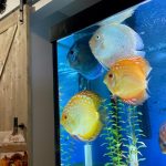 High Bodied Blue Diamond Discus With Deep Blue Gene photo review