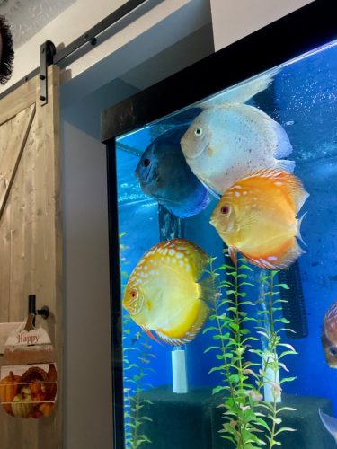 Yellow Rafflesia Discus photo review