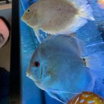 High Bodied Blue Diamond Discus With Deep Blue Gene photo review