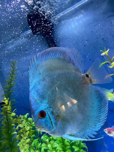 High Bodied Blue Diamond Discus With Deep Blue Gene photo review