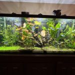 Wild Classic Brazilian Heckel Discus photo review