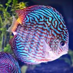 Royal Heckel Cross Discus photo review