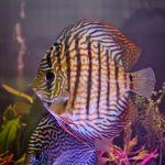 Red Royal Flora Discus photo review