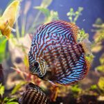 Royal Heckel Cross Discus photo review