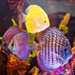 Royal Heckel Cross Discus photo review