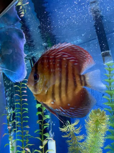 Crimson Star Alenquer Discus photo review
