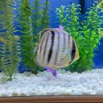Wild Classic Brazilian Heckel Discus photo review