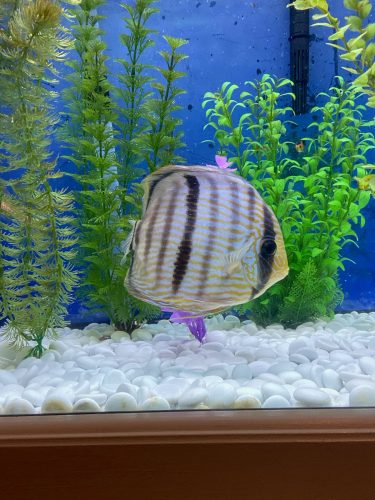 Wild Classic Brazilian Heckel Discus photo review
