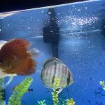 Wild Classic Brazilian Heckel Discus photo review
