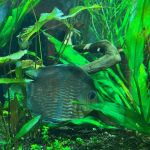 Wild Classic Brazilian Heckel Discus photo review