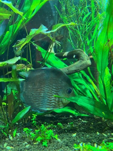 Wild Classic Brazilian Heckel Discus photo review