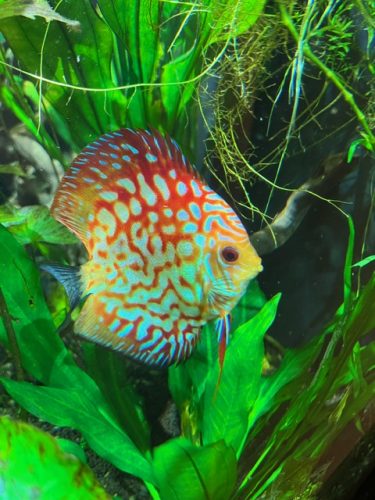 Red Panda Discus photo review