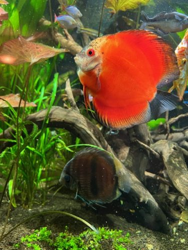 Fuji Red Discus photo review
