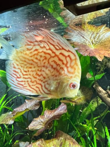 Golden Pigeon Leopard Discus, White Base photo review