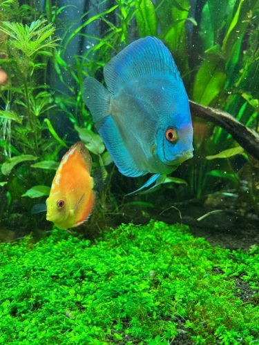 Blue Diamond Discus With Deep Blue Gene photo review
