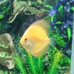 Super Pigeon Snakeskin Discus, Yellow Base photo review