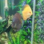 Super Pigeon Snakeskin Discus, Yellow Base photo review