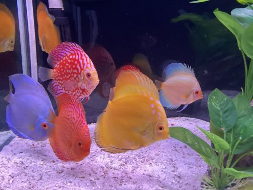 Pearl Pigeon Snakeskin Discus photo review