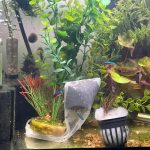 Cardinal Tetra (As seen at National Aquarium), Fat AAA Grade photo review