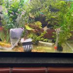 Cardinal Tetra (As seen at National Aquarium), Fat AAA Grade photo review