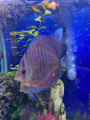 Blue Diamond Snakeskin Cross Discus photo review