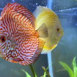 Golden Pigeon Leopard Discus, White Base photo review