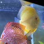Golden Pigeon Leopard Discus, White Base photo review