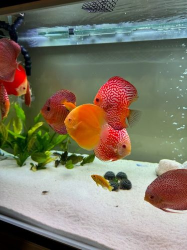 Super Red Melon Discus photo review