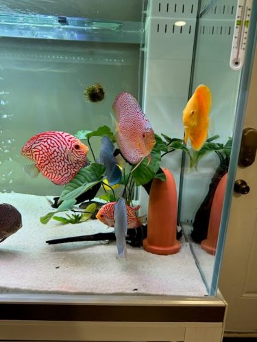 Red Eagle Discus, Honeycomb Pattern photo review