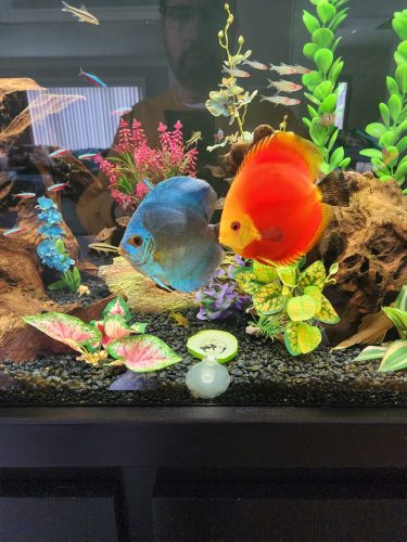 Large Rummy Nose Tetra (As seen at National Aquarium) Fat AAA Grade photo review
