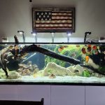 Super Pigeon Snakeskin Discus, Yellow Base photo review