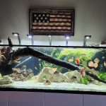 Super Pigeon Snakeskin Discus, Yellow Base photo review