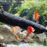 Yellow Leopard Discus photo review