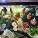 Super Pigeon Snakeskin Discus, Yellow Base photo review