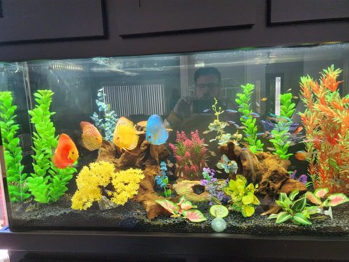 Cardinal Tetra (As seen at National Aquarium), Fat AAA Grade photo review