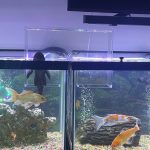 Gold Nugget Plecostomus photo review