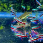 Cardinal Tetra (As seen at National Aquarium), Fat AAA Grade photo review