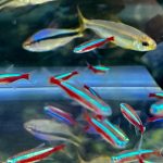 Cardinal Tetra (As seen at National Aquarium), Fat AAA Grade photo review