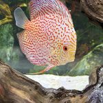 Golden Leopard Discus, Light Base photo review