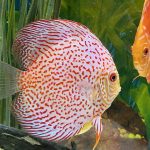 Golden Leopard Discus, Light Base photo review