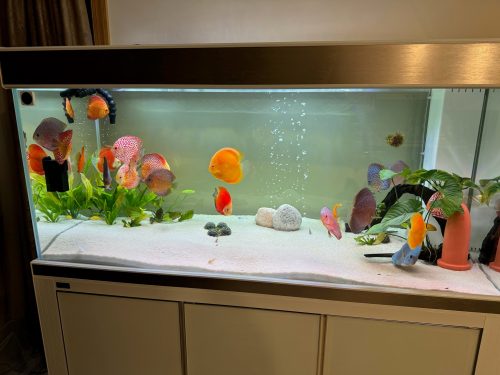 Albino Red Golden Melon Discus photo review