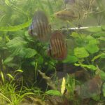 Striated Red Heckel Cross Discus photo review