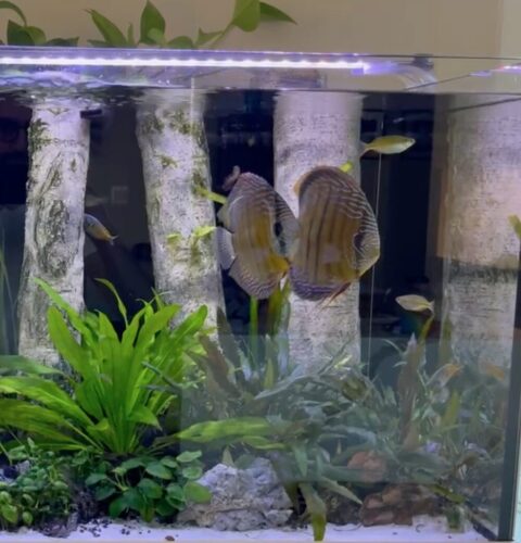 Proven Wild Royal Cuipeua Breeding Pair photo review