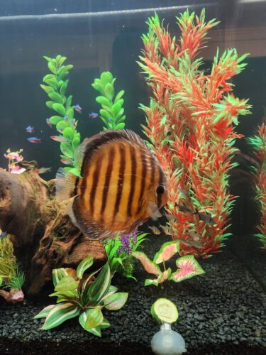 Wild Mangal Discus photo review