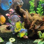 Blue Diamond Discus With Deep Blue Gene photo review