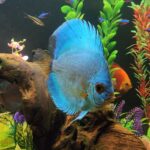 Blue Diamond Discus With Deep Blue Gene photo review
