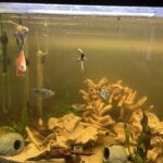 Geophagus Eartheater Cichlid photo review