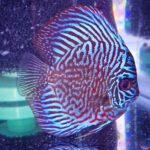 Blue Tiger Turquoise Discus photo review