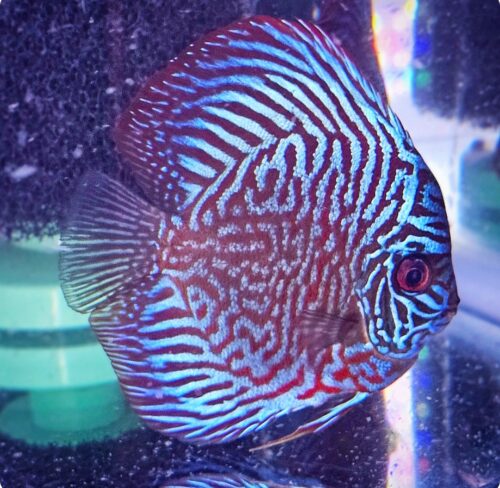Blue Tiger Turquoise Discus photo review