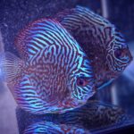 Blue Tiger Turquoise Discus photo review